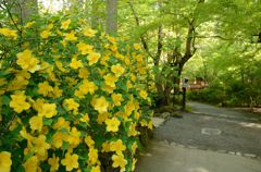 三千院・山吹