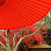 そうだ京都を写そう！白龍園７