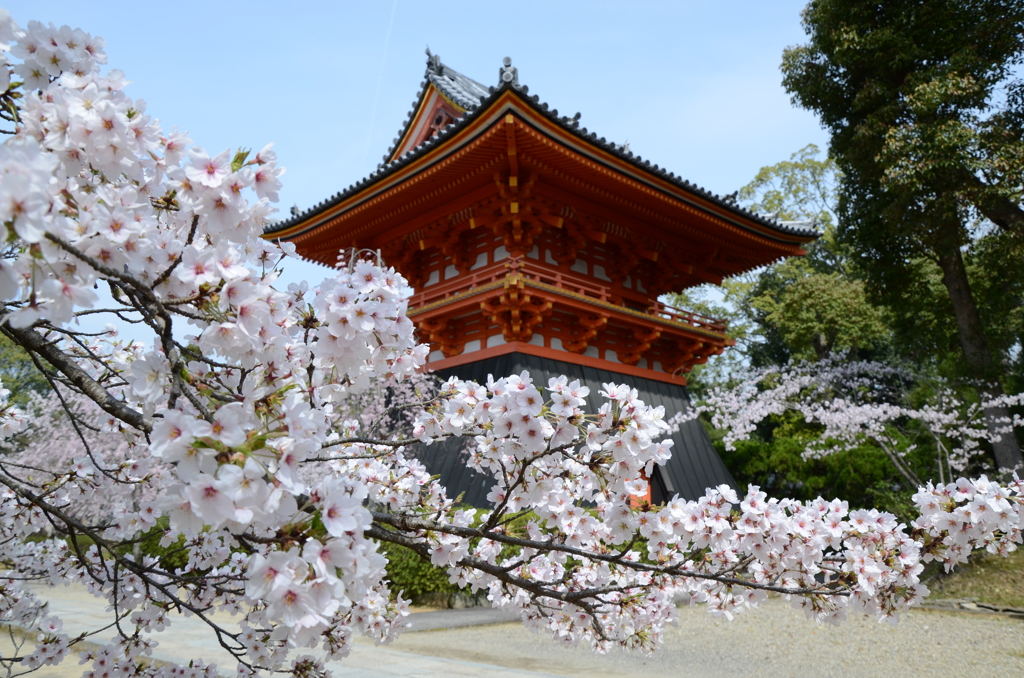 京都・遅咲きの桜たち（仁和寺１）