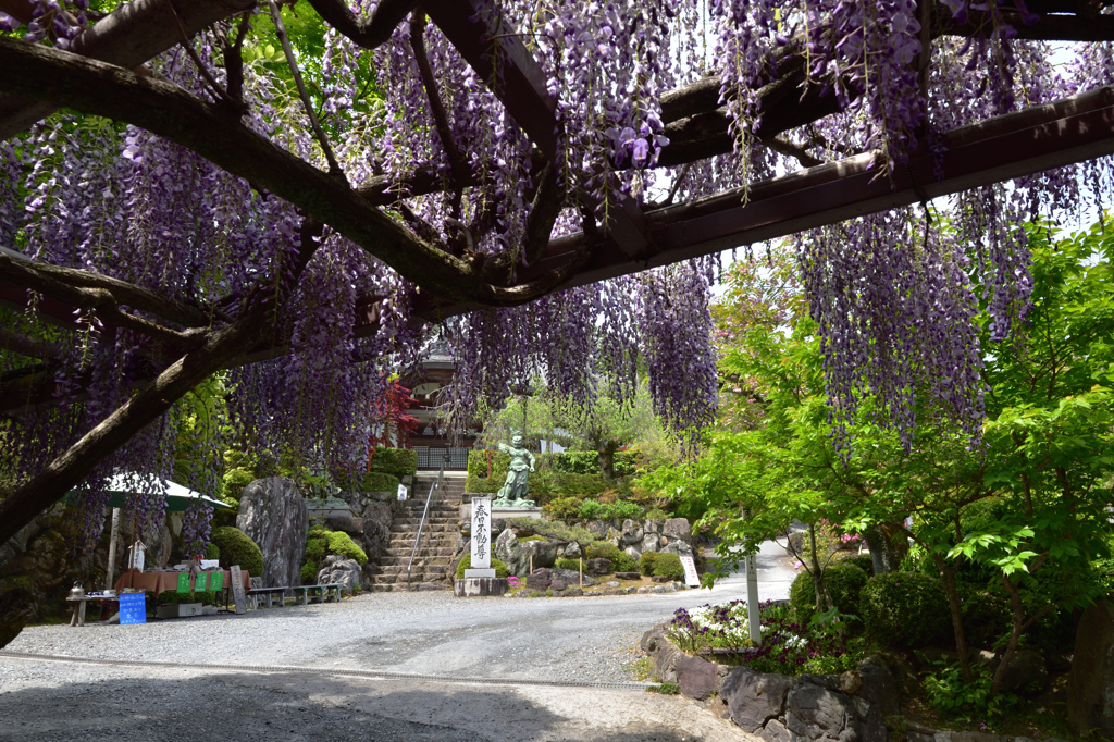 西山の藤【正法寺】