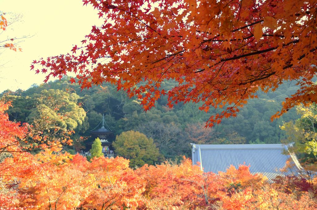 そうだ京都を写そう！永観堂９