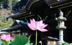 三室戸寺・蓮