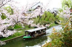 京都・桜浪漫譚Ⅱ（伏見酒蔵と十石船）