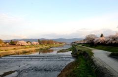 京都・桜浪漫譚Ⅰ（加茂川）