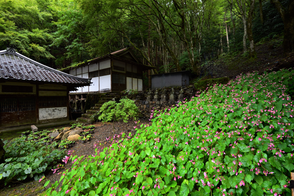 小さい秋流星群【古知谷阿弥陀寺】