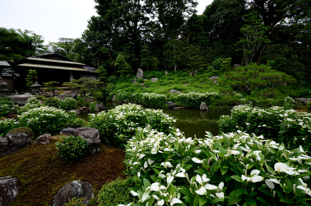 両足院・半夏生