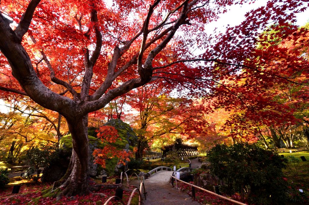 紅洛巡礼【宝厳院】