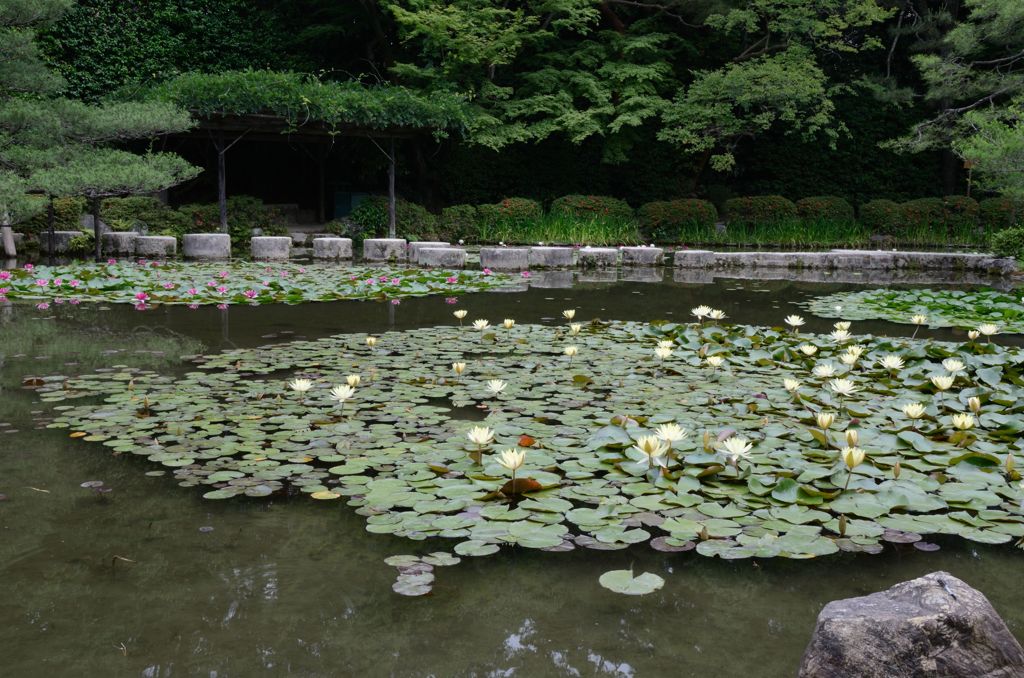 水無月（6月）の花・平安神宮４