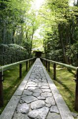 新緑の京都・高桐院