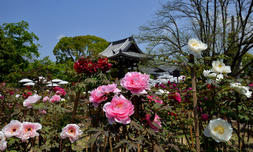 京・春だより・長谷寺ゆずりの牡丹１