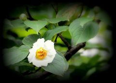 水無月（6月）の花・東林院２