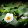 水無月（6月）の花・東林院２