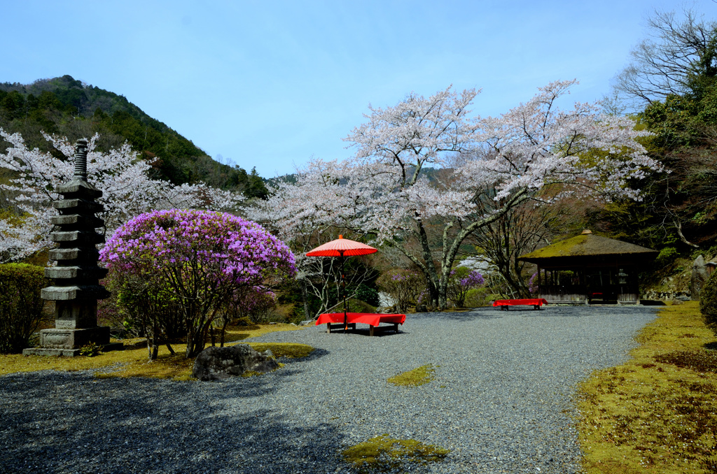 京都・桜浪漫譚⑬(白龍園）