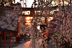 魁桜のあけぼの【平野神社】