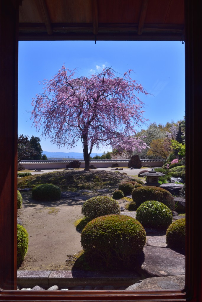 西山の額縁桜図絵【正法寺】