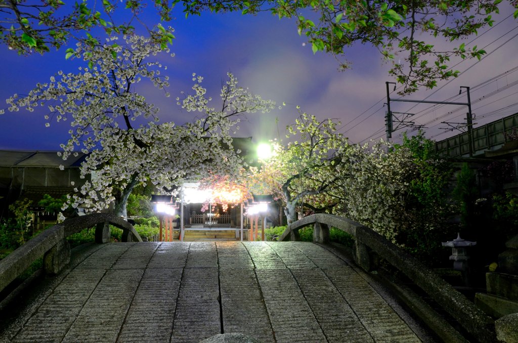 京都・遅咲きの桜たち（六孫王神社３）