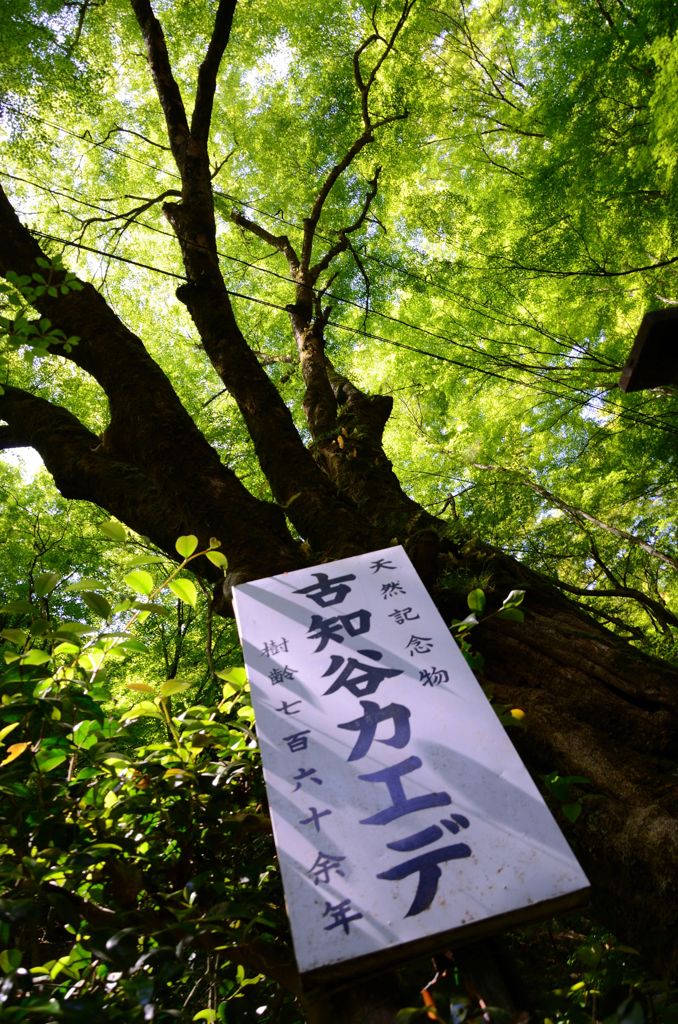 古知谷カエデ