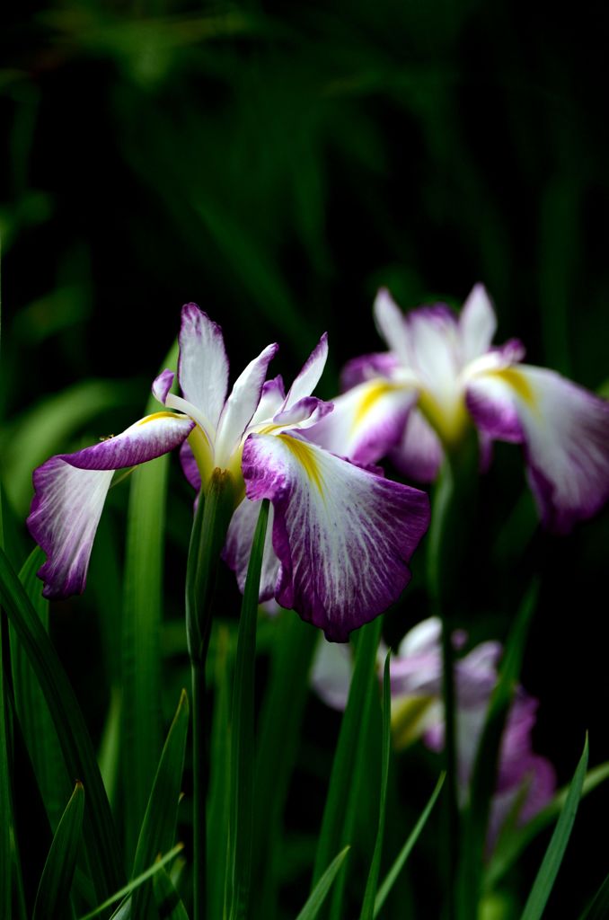 花菖蒲
