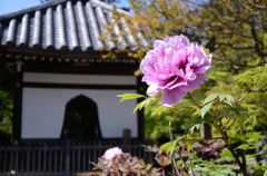 西雲院・牡丹