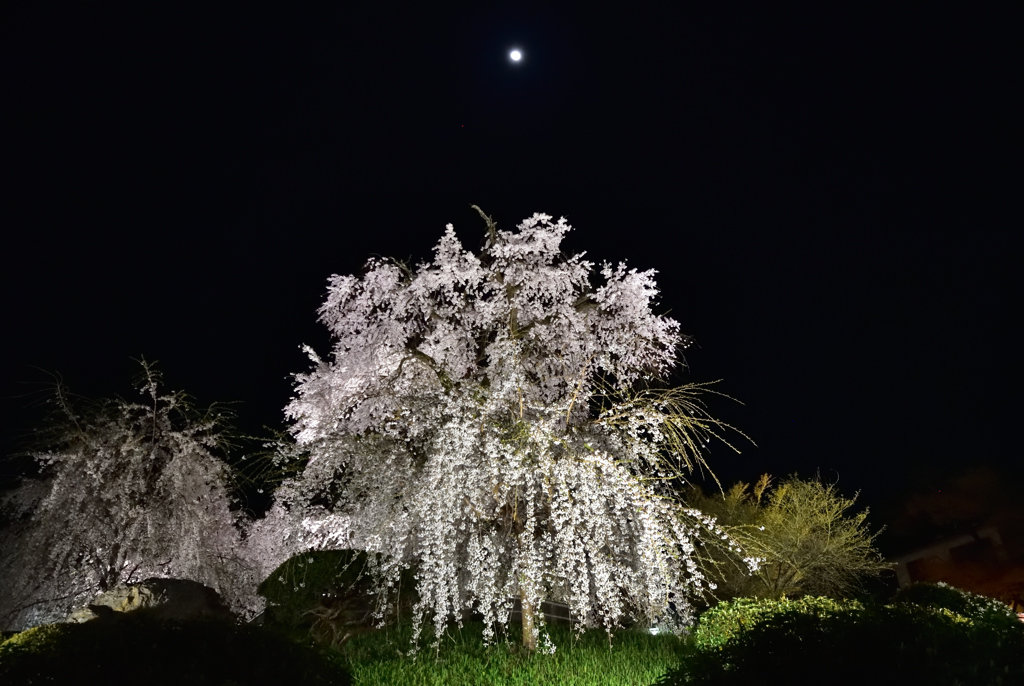 月夜の電光桜【円山公園】
