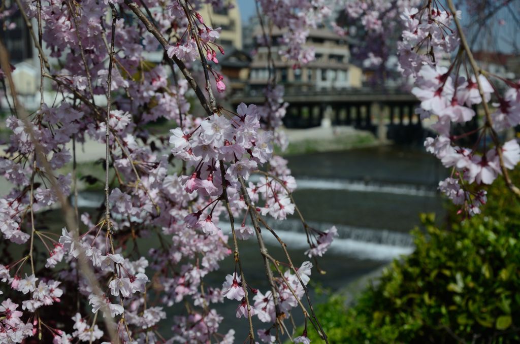 【桜の思い出】鴨川・三条大橋