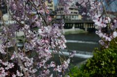 【桜の思い出】鴨川・三条大橋