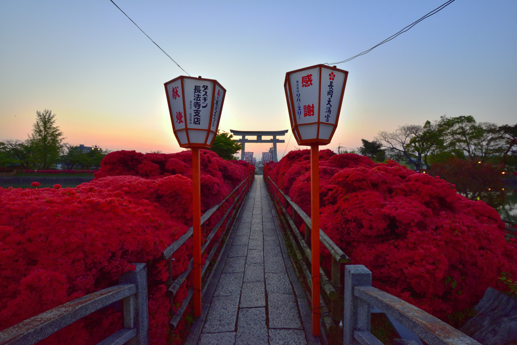 天神さんの夜明け【長岡天満宮】