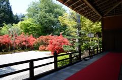 曼殊院・霧島躑躅
