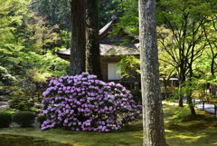 大原御春【三千院】