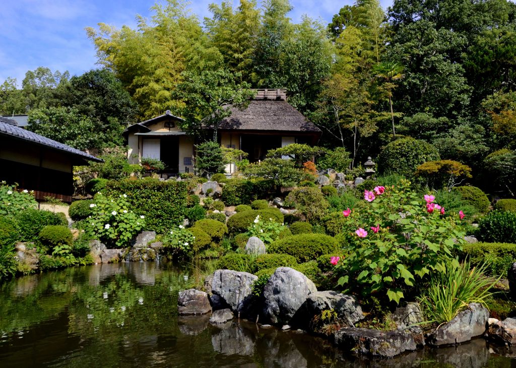 等持院の芙蓉