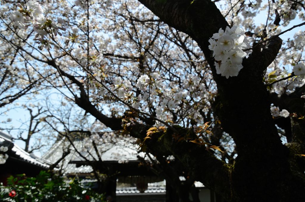 【桜の思い出】雨宝院