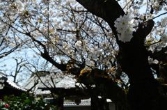 【桜の思い出】雨宝院