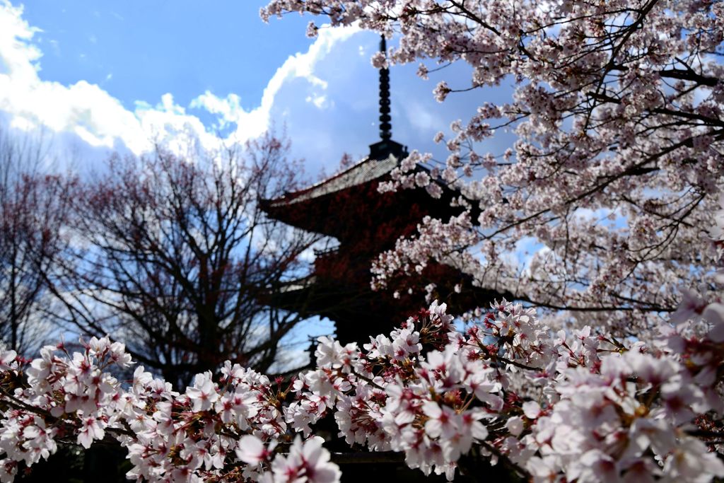 京都・桜浪漫譚Ⅵ(真如堂）