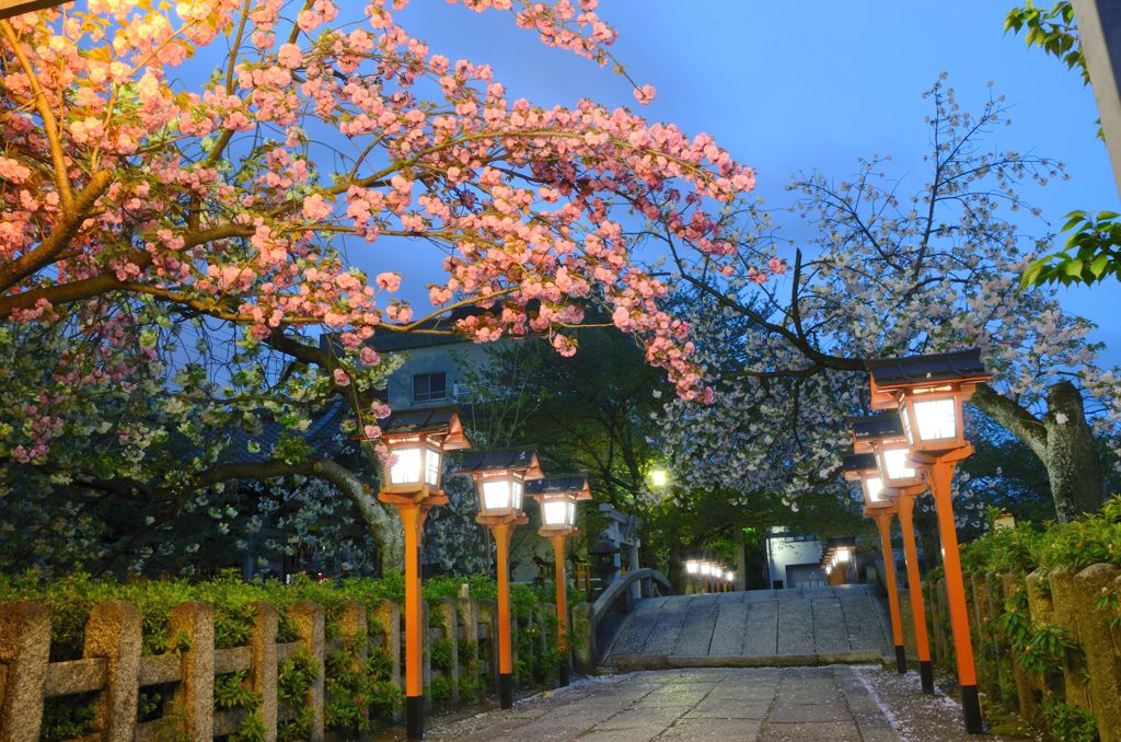 京都・遅咲きの桜たち（六孫王神社２）
