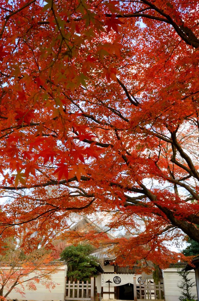 養源院の紅葉