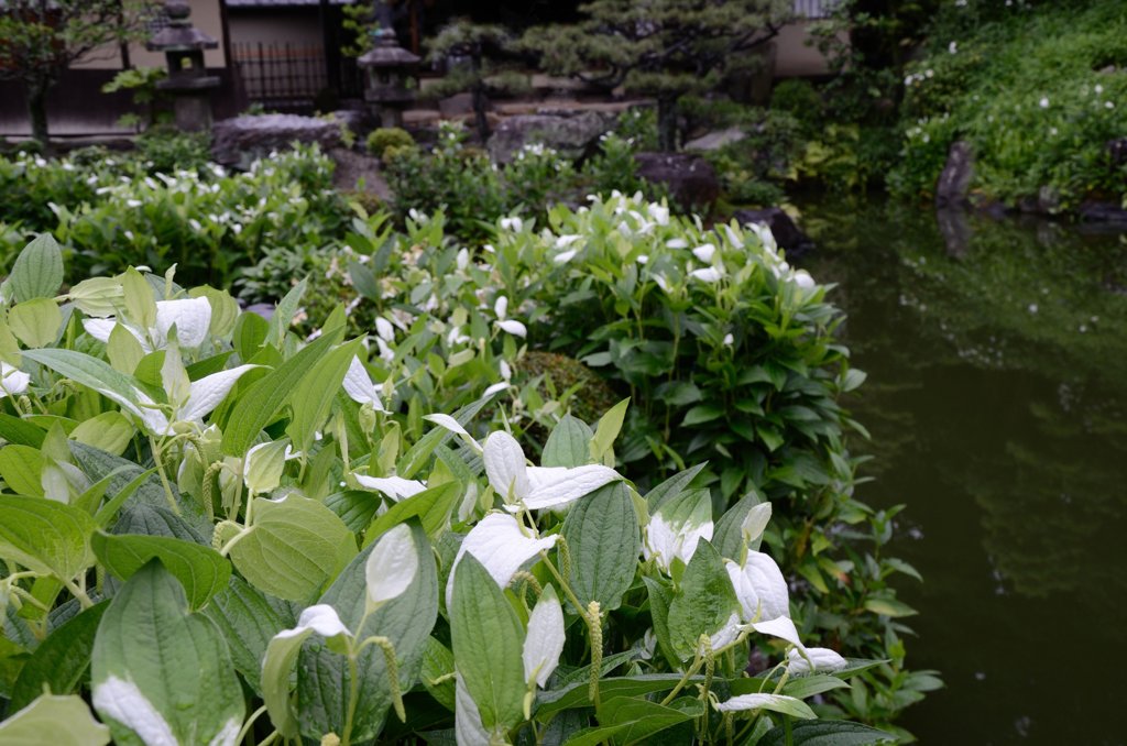 水無月（6月）の花・両足院２