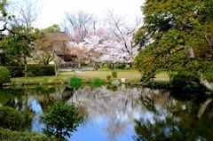 京都・桜浪漫譚Ⅴ（渉成園）