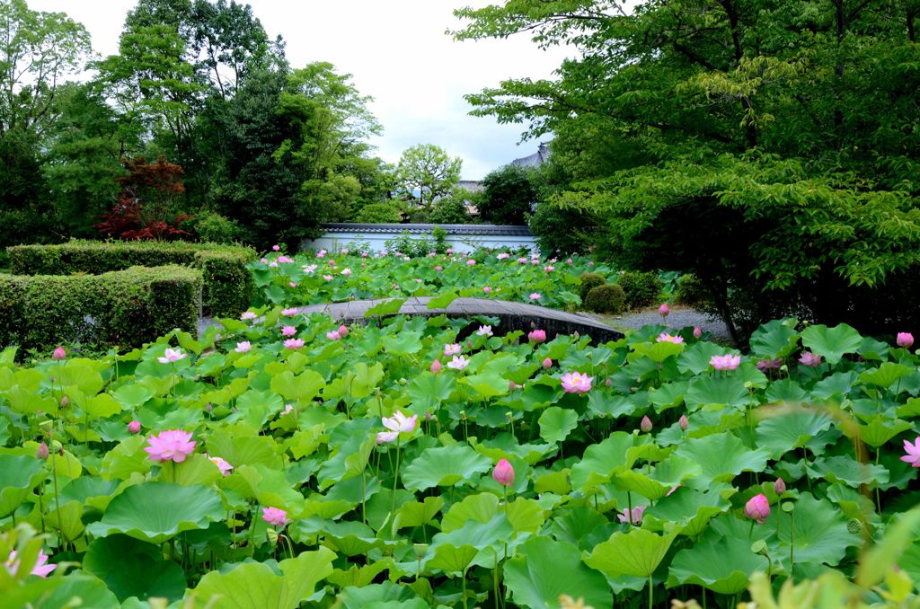 南禅寺・蓮