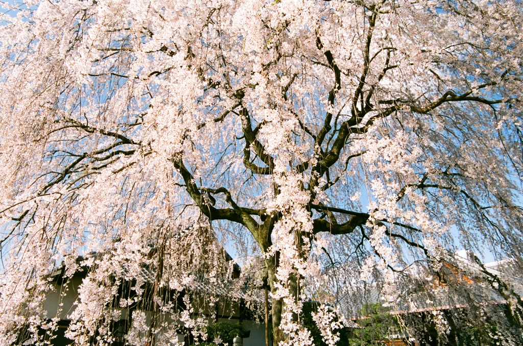 京都・早咲きの桜たち（本満寺）