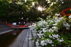 姫空木【下鴨神社】