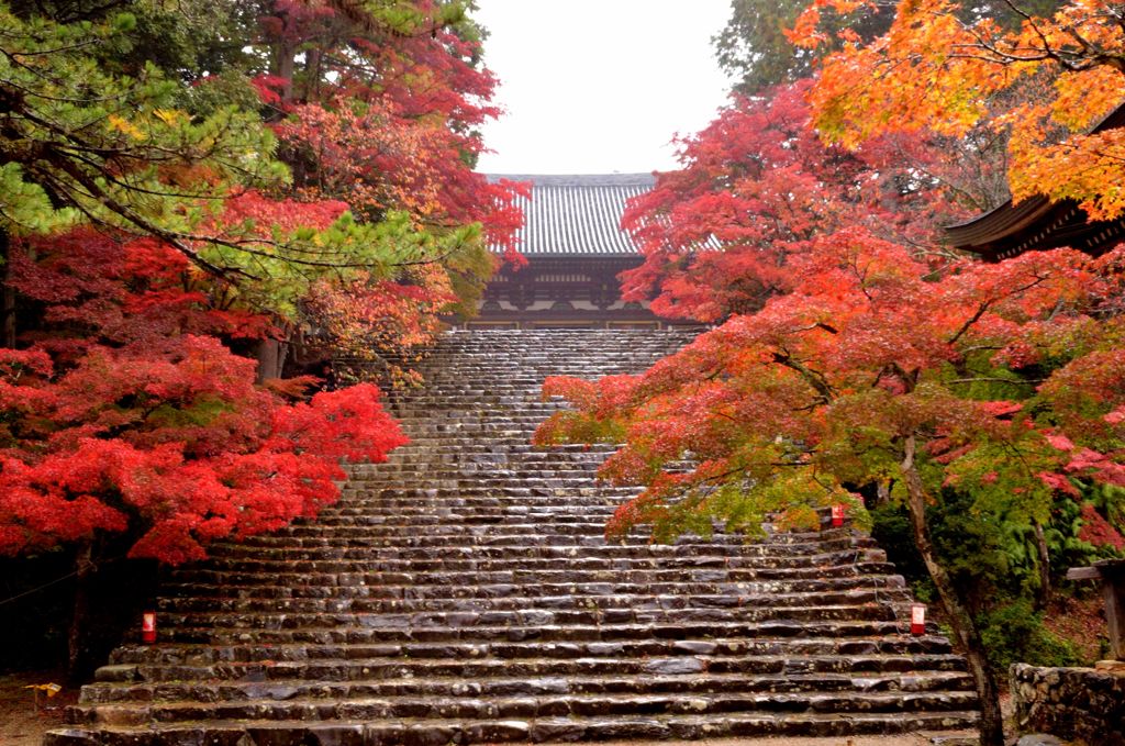 紅洛巡礼【神護寺】