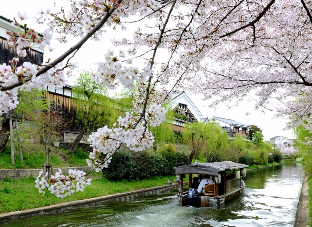 京都・桜浪漫譚Ⅲ（伏見酒蔵と十石船）