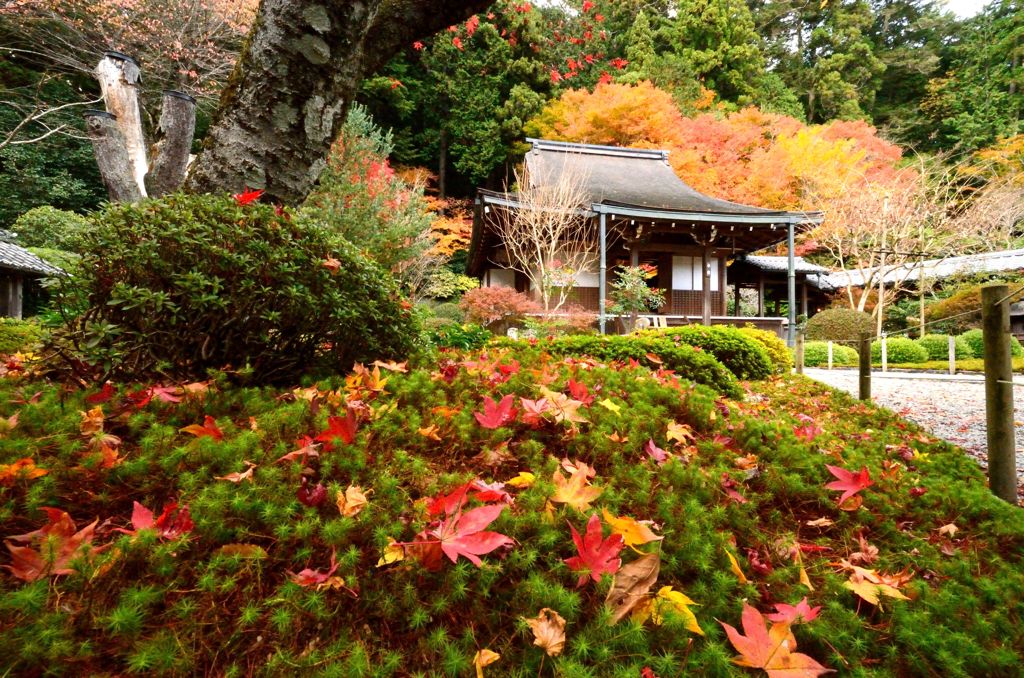 紅洛巡礼【寂光院】