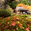 紅洛巡礼【寂光院】