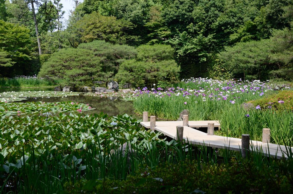 水無月（6月）の花・平安神宮