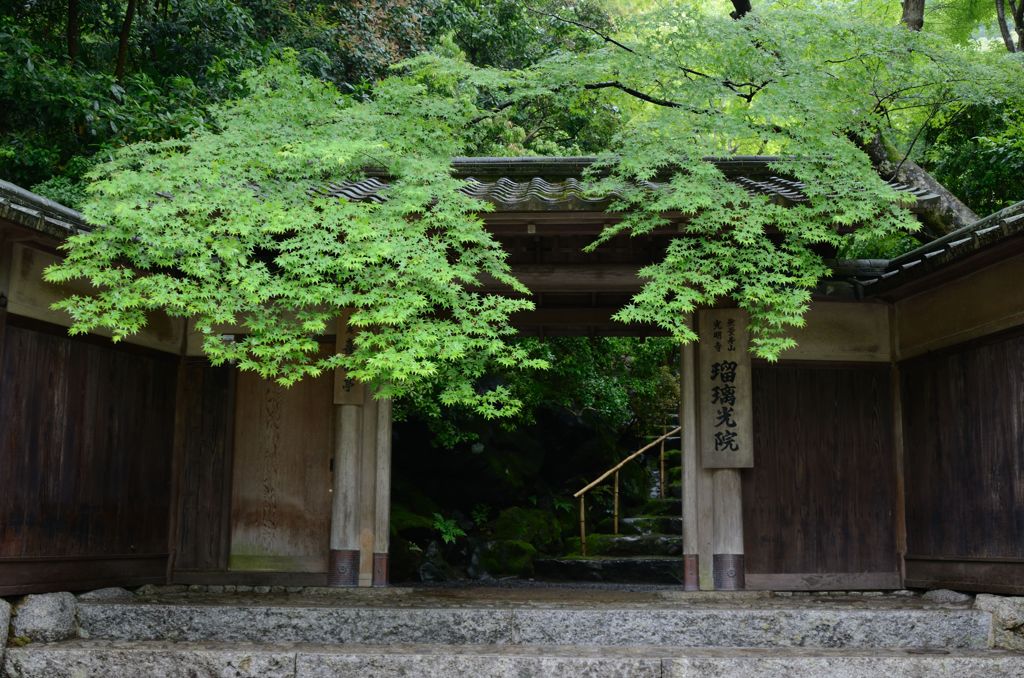 新緑の瑠璃光院８