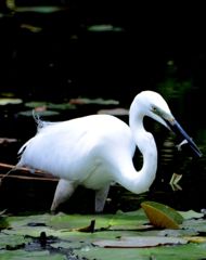 鳥屋さんに挑戦