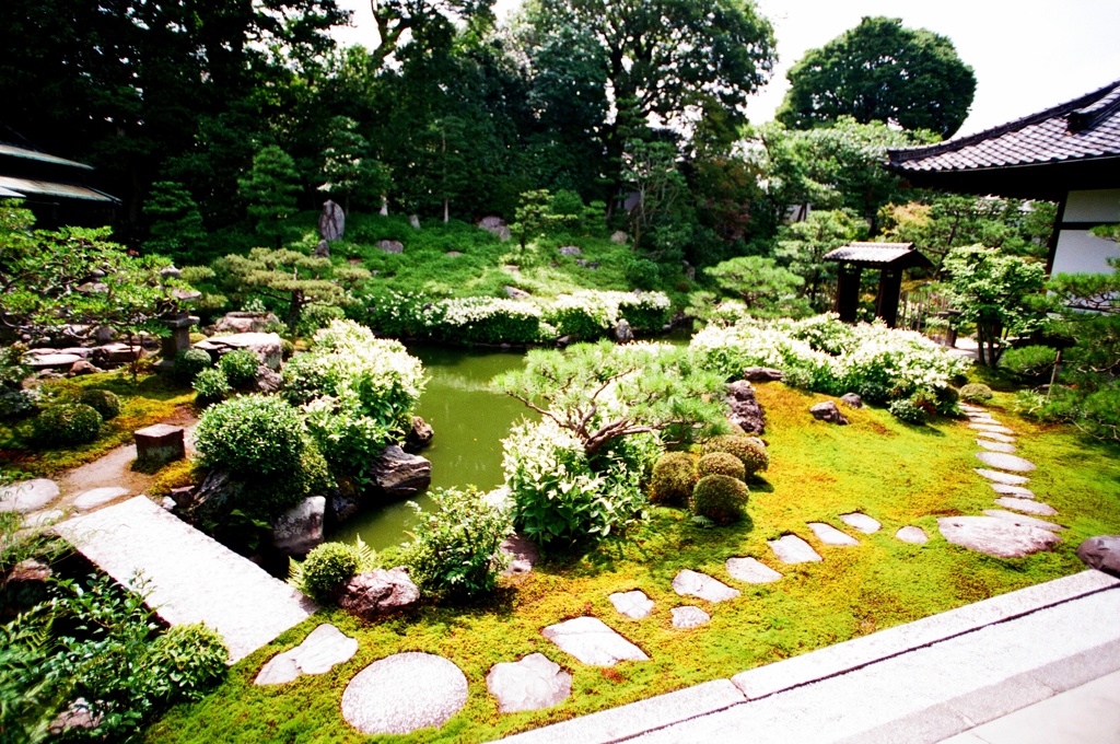 半夏生（両足院）