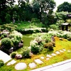 半夏生（両足院）