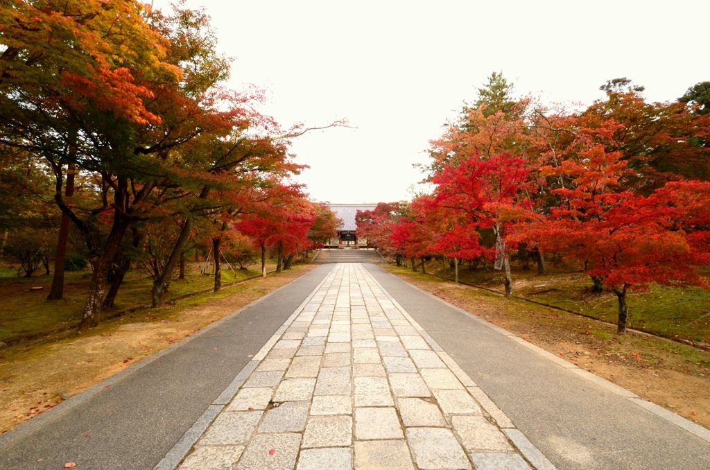 紅洛巡礼【仁和寺】